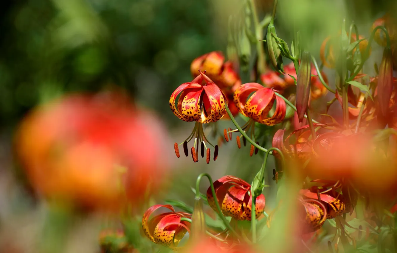 Фото обои свет, цветы, оранжевый, лилии, сад, боке