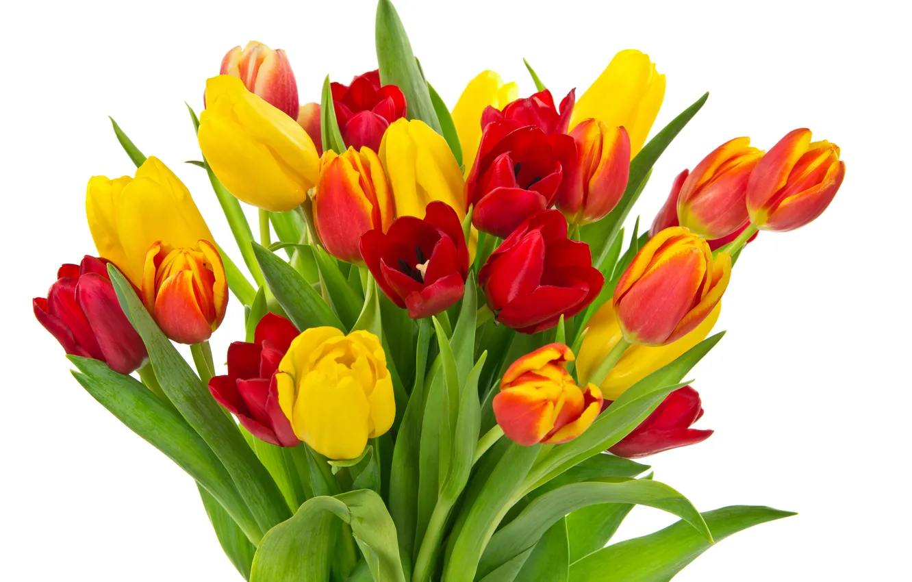 Фото обои red, white, fresh, flower, yellow, spring, bouquet, tulip