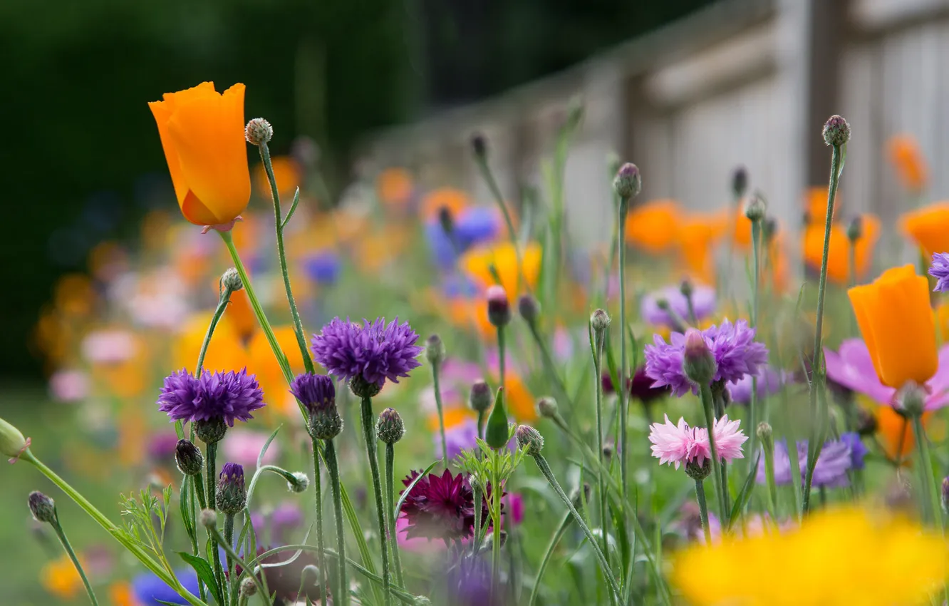 Фото обои flowers, garden, buttons, buds