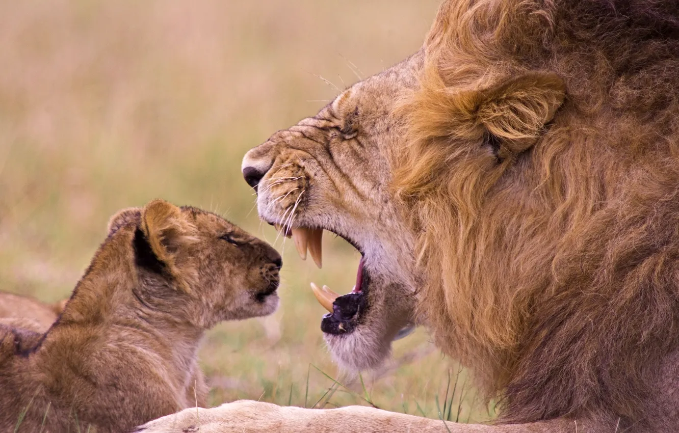 Фото обои lion, baby, cub