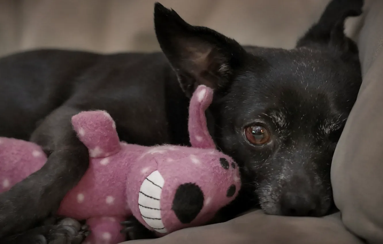 Фото обои toy, dog, animal