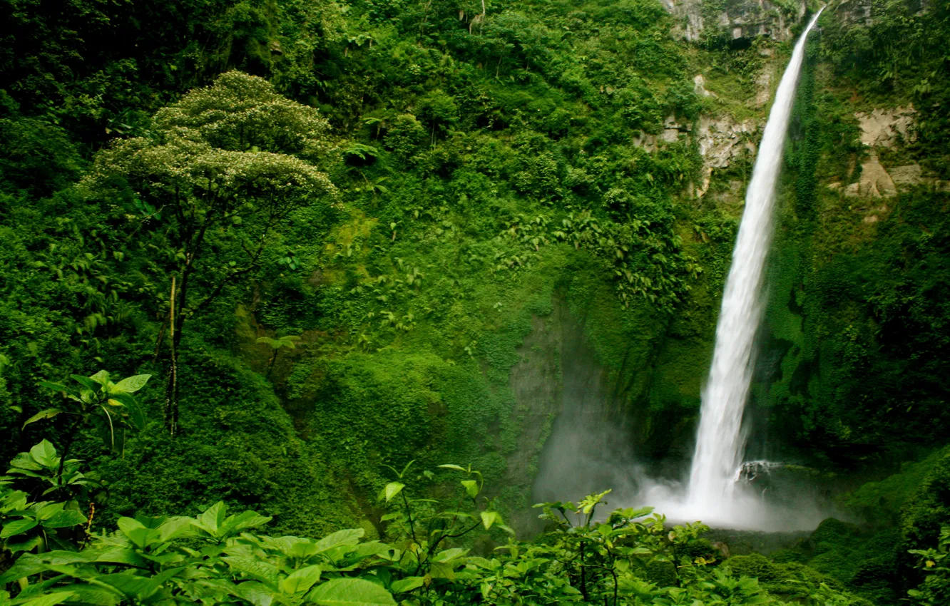 Фото обои зелень, лес, деревья, скала, обрыв, водопад, кусты, Guatemala