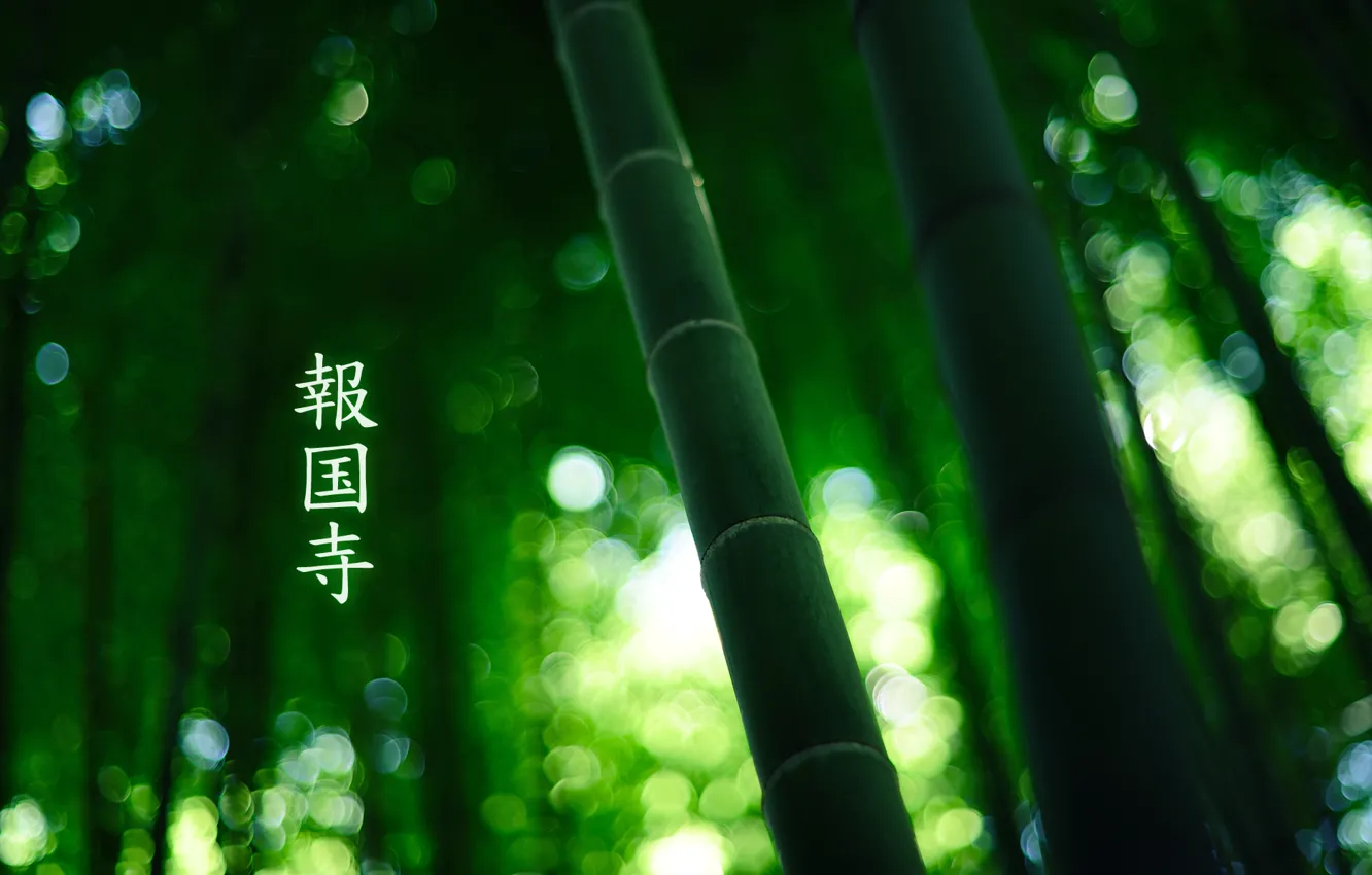Фото обои лес, бамбук, иероглифы, 1920x1200, by burningmonk, green colour