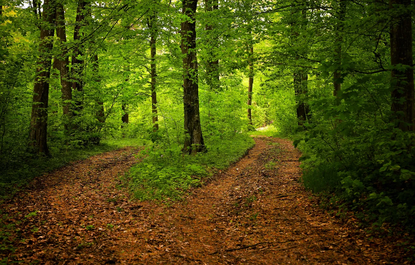Фото обои лес, деревья, пейзаж, природа, растение, forest, trees, landscape