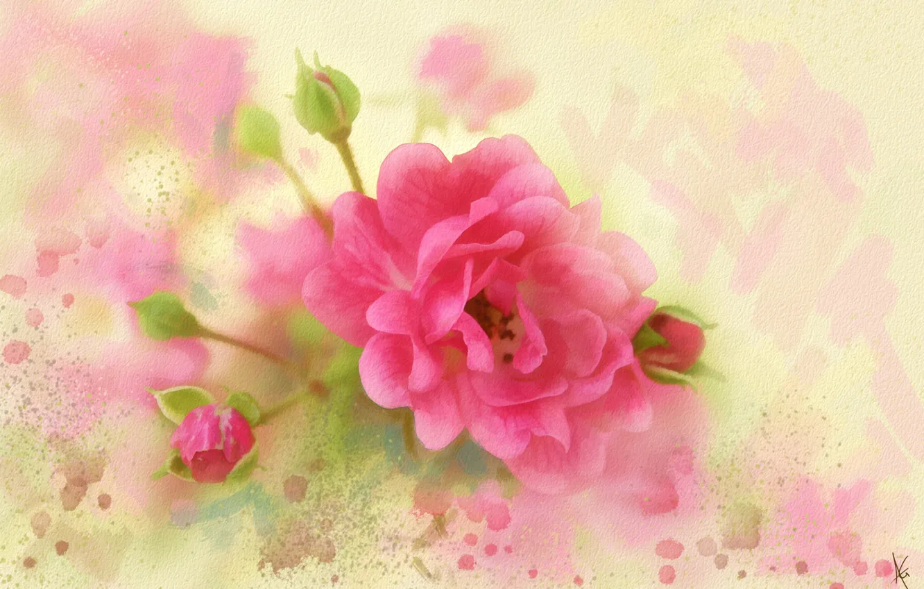 Фото обои цветы, розовая, рисунок, графика, роза, обработка, картина, лепестки