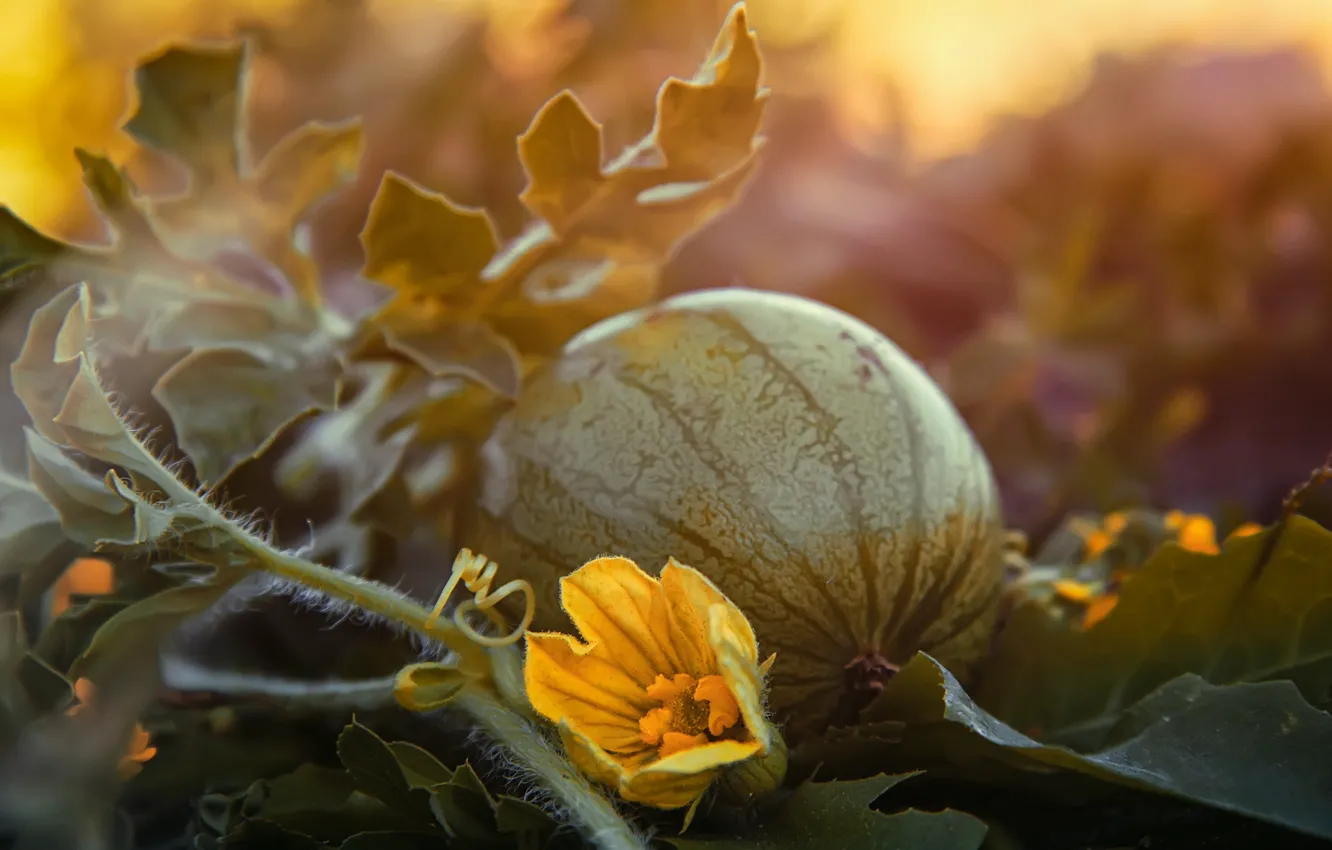 Фото обои листья, макро, закат, цветы, природа, арбуз, плод, бахча