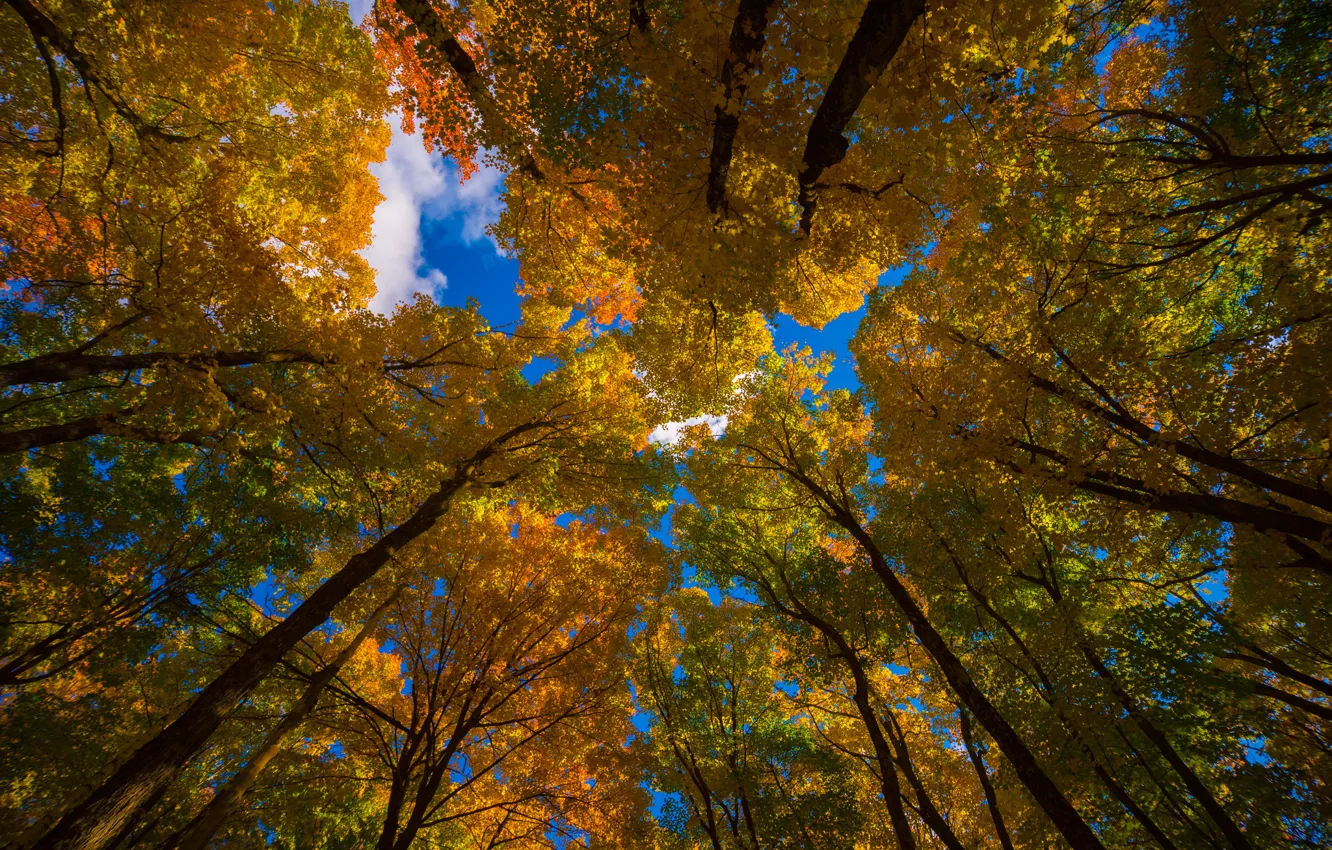 Фото обои осень, небо, листья, деревья, природа