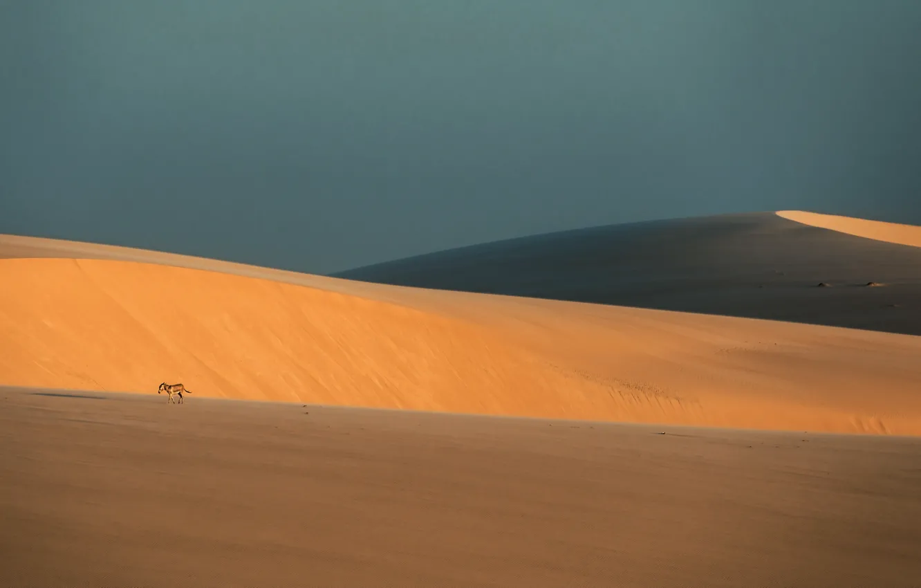 Фото обои пейзаж, природа, пустыня, ослик