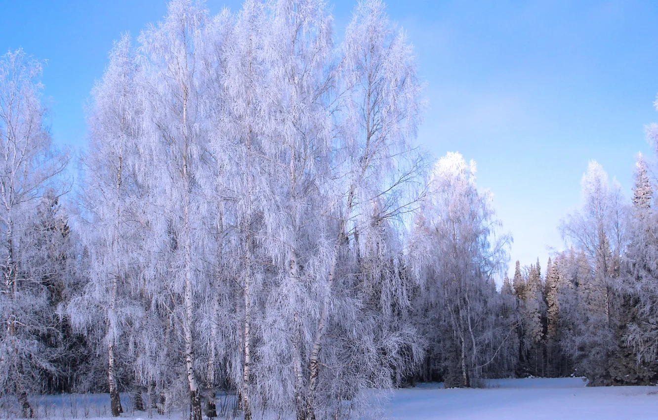 Фото обои зима, иней, снег, деревья, роща, winter, snow