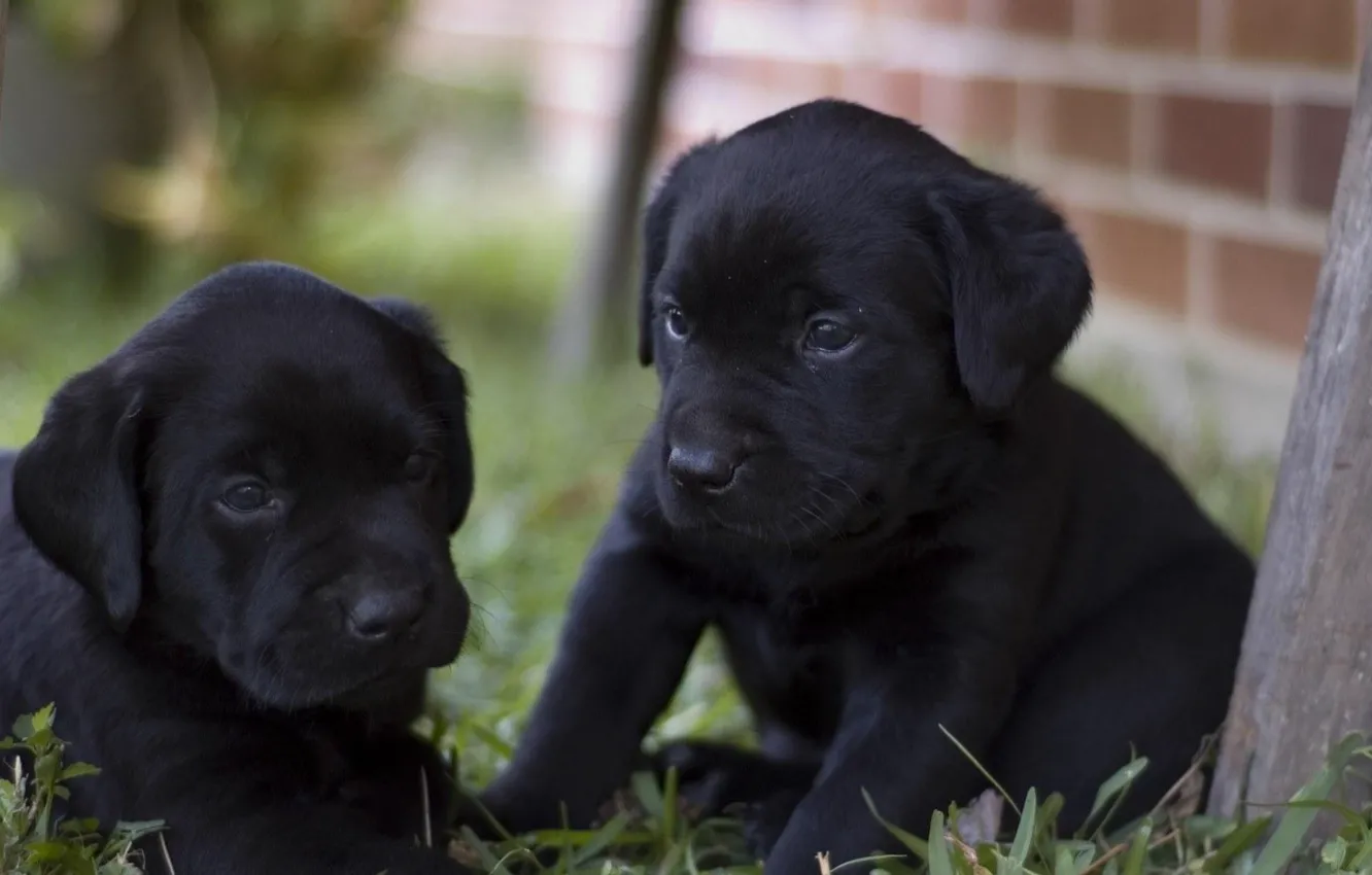 Фото обои чёрные, Собака, щенки, лабрадор, песик, ретривер, счастливая