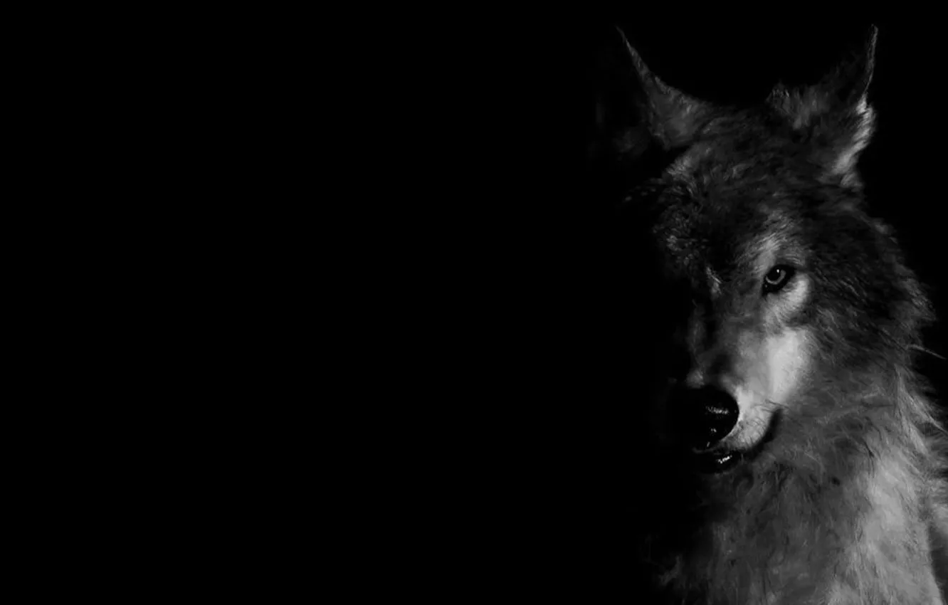Фото обои wallpaper, nature, predator, animal, wolf, wildlife, Canis lupus, portrait.