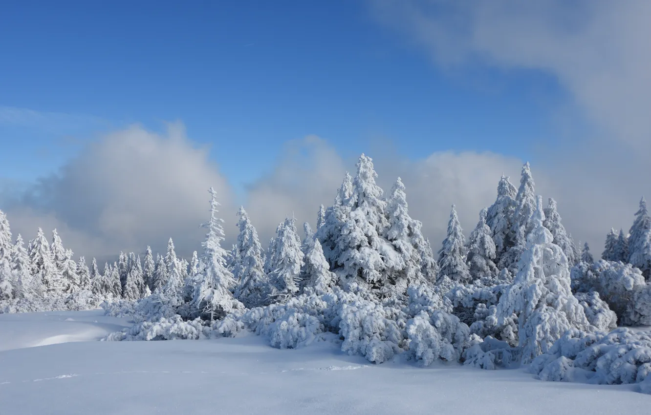 Фото обои Зима, Деревья, Снег, Мороз, Winter, Frost, Snow, Trees