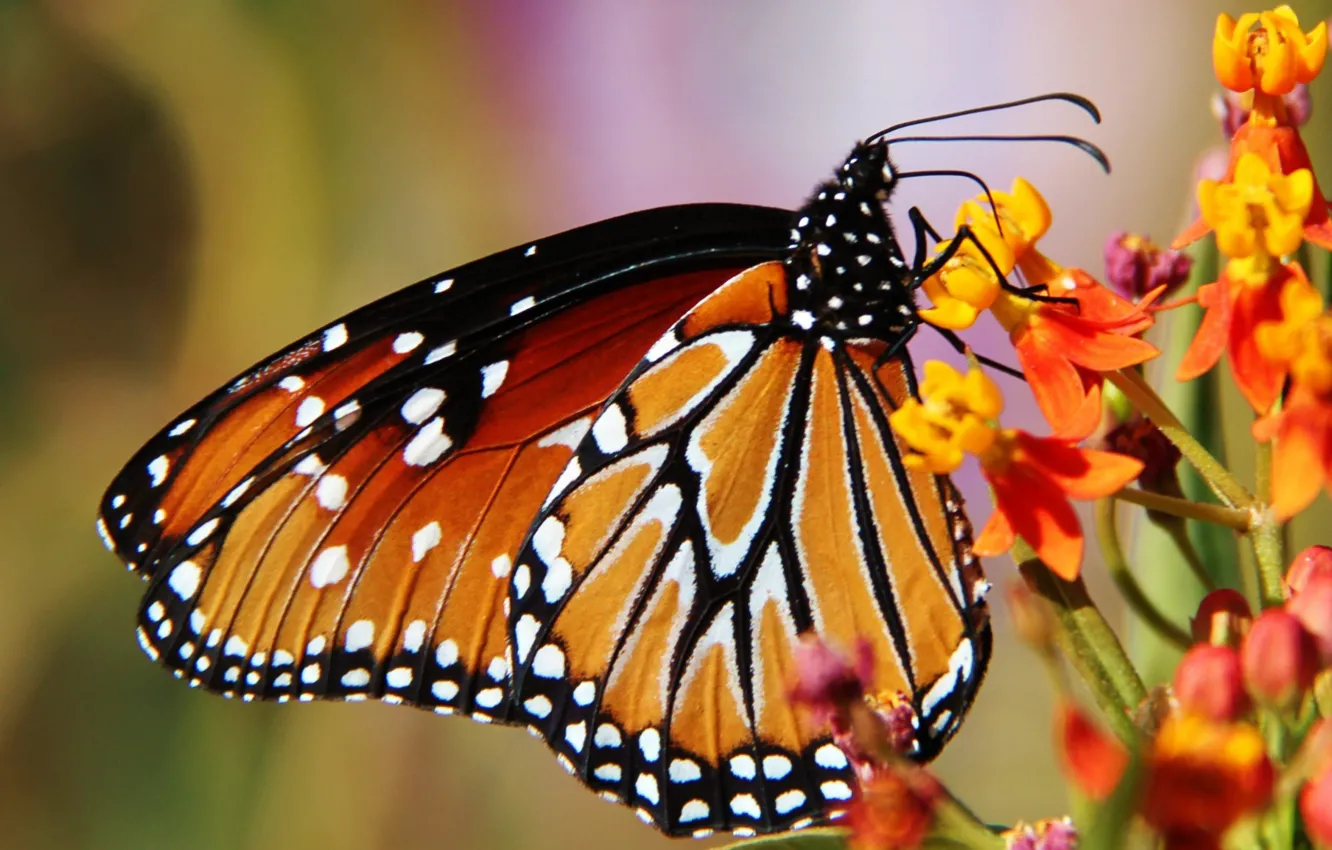 Фото обои цветок, природа, бабочка, крылья