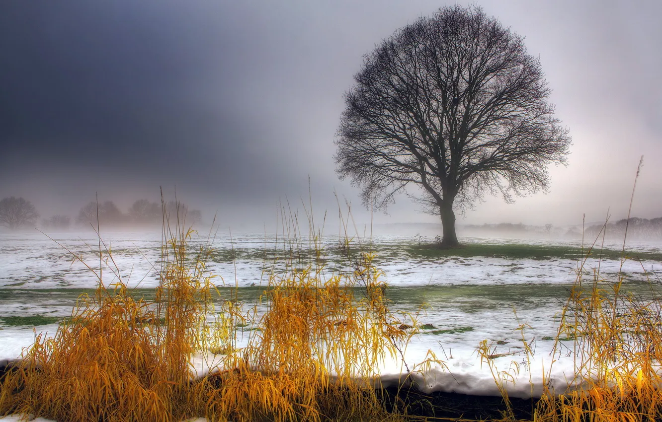 Фото обои поле, трава, снег, пейзаж, дерево