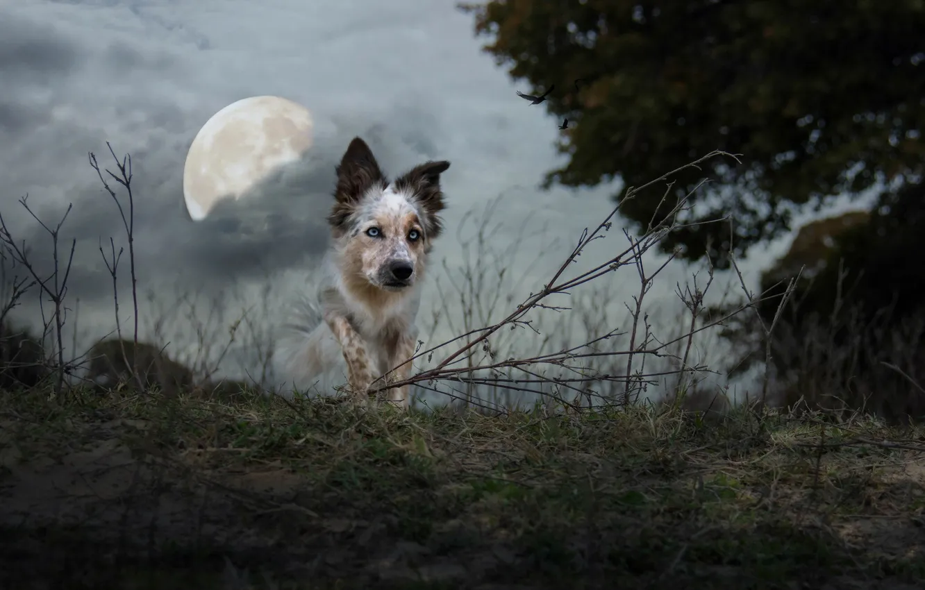 Фото обои фон, луна, собака