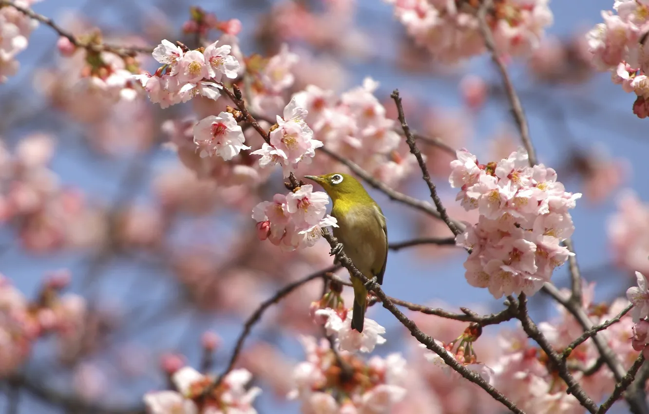 Фото обои цветы, дерево, птица, ветка, весна, цветение, желтая