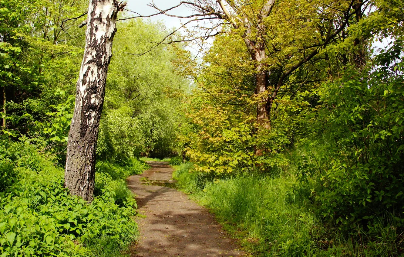 Фото обои forest, trees, forest path