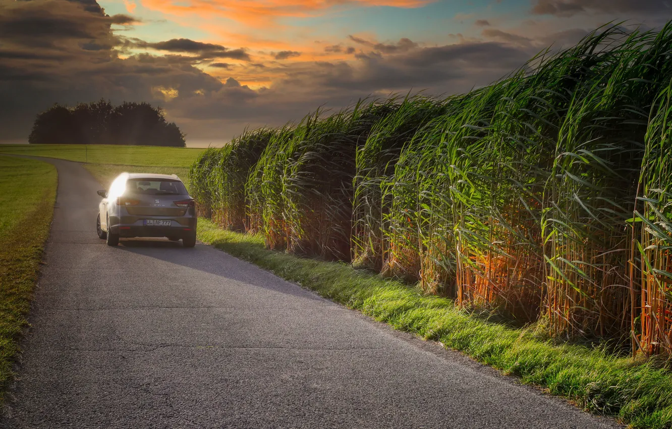Фото обои дорога, поле, машина, лето, небо, трава, листья, свет