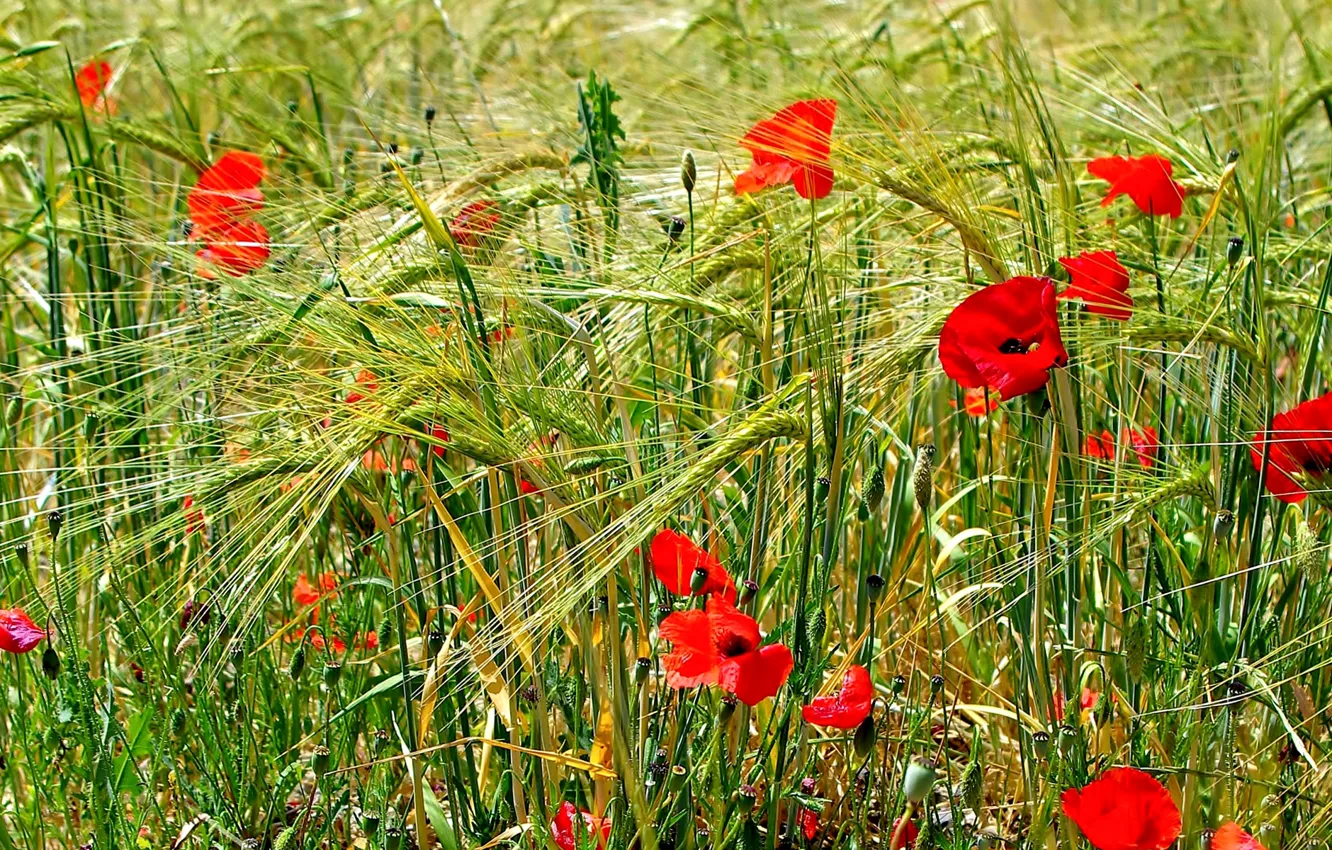 Фото обои поле, трава, цветы, маки, луг, колосья
