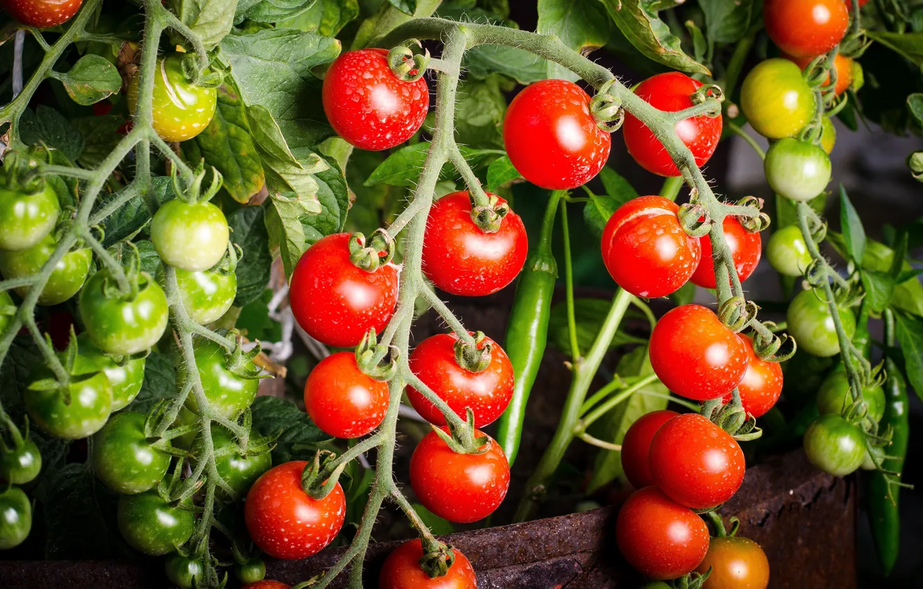 Фото обои лето, урожай, плоды, зеленые, красные, бочка, помидоры, на ветке