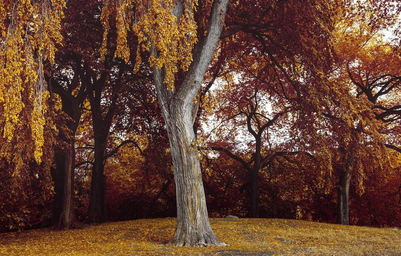 Фото обои осень, листья, деревья, природа, Бруклин, США, Проспект-парк