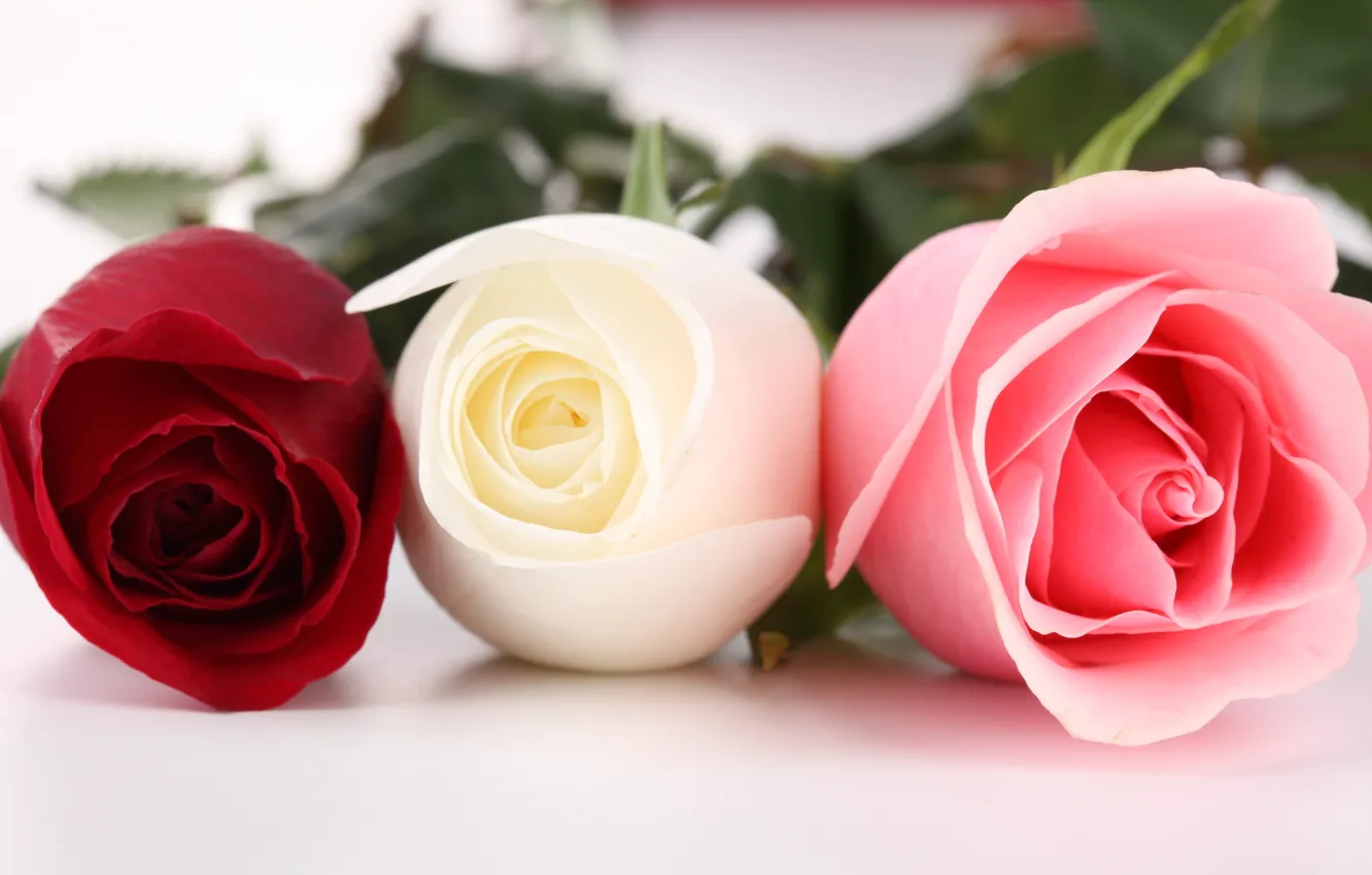 Фото обои розовая, три, белая, Розы, красная