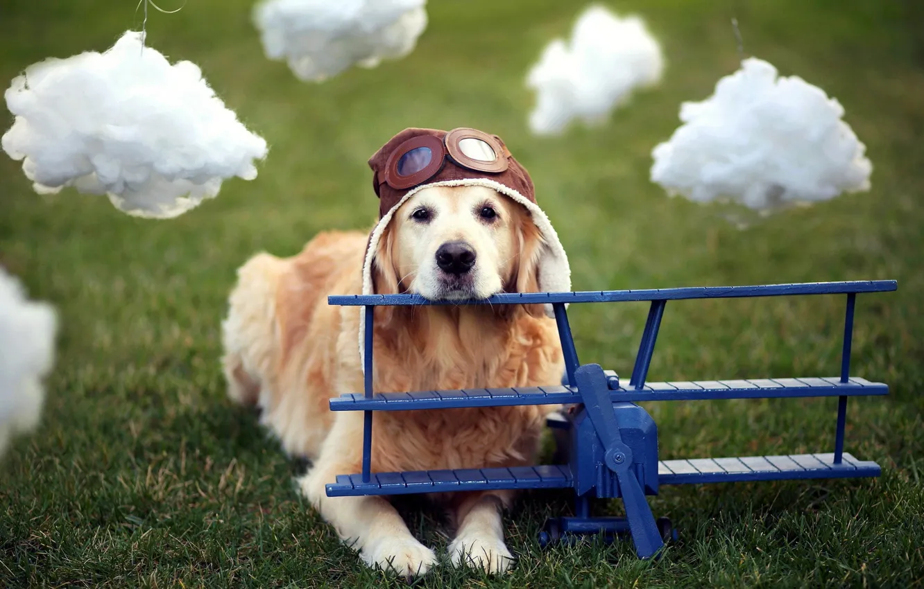Фото обои собака, шлем, самолёт