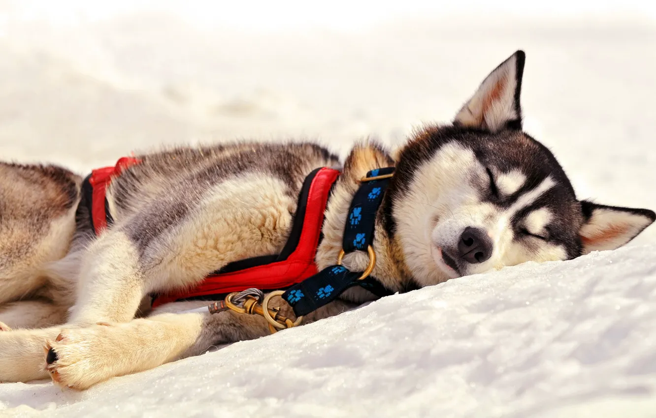 Фото обои снег, сон, собака