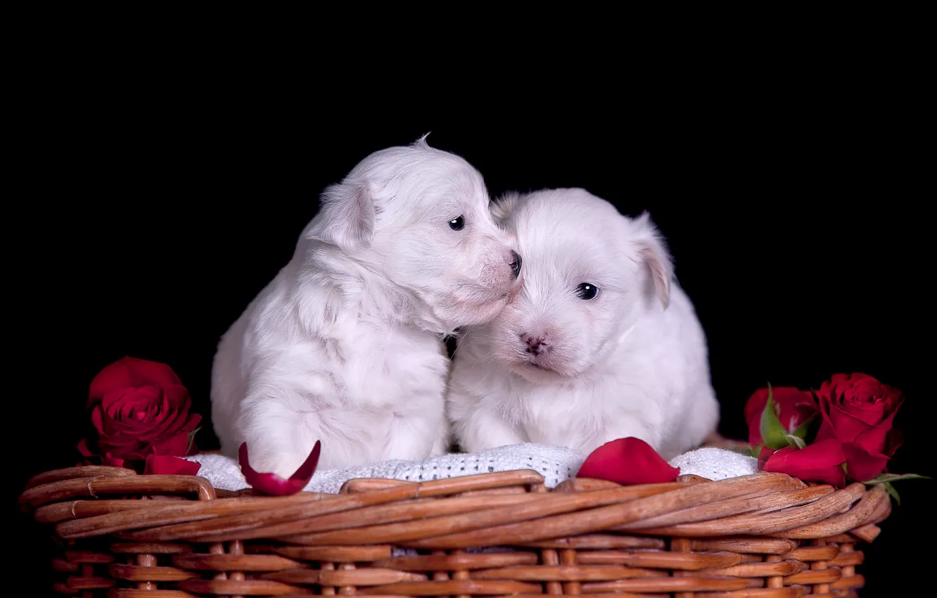 Фото обои собаки, взгляд, цветы, розы, лепестки, щенки, красные, белые