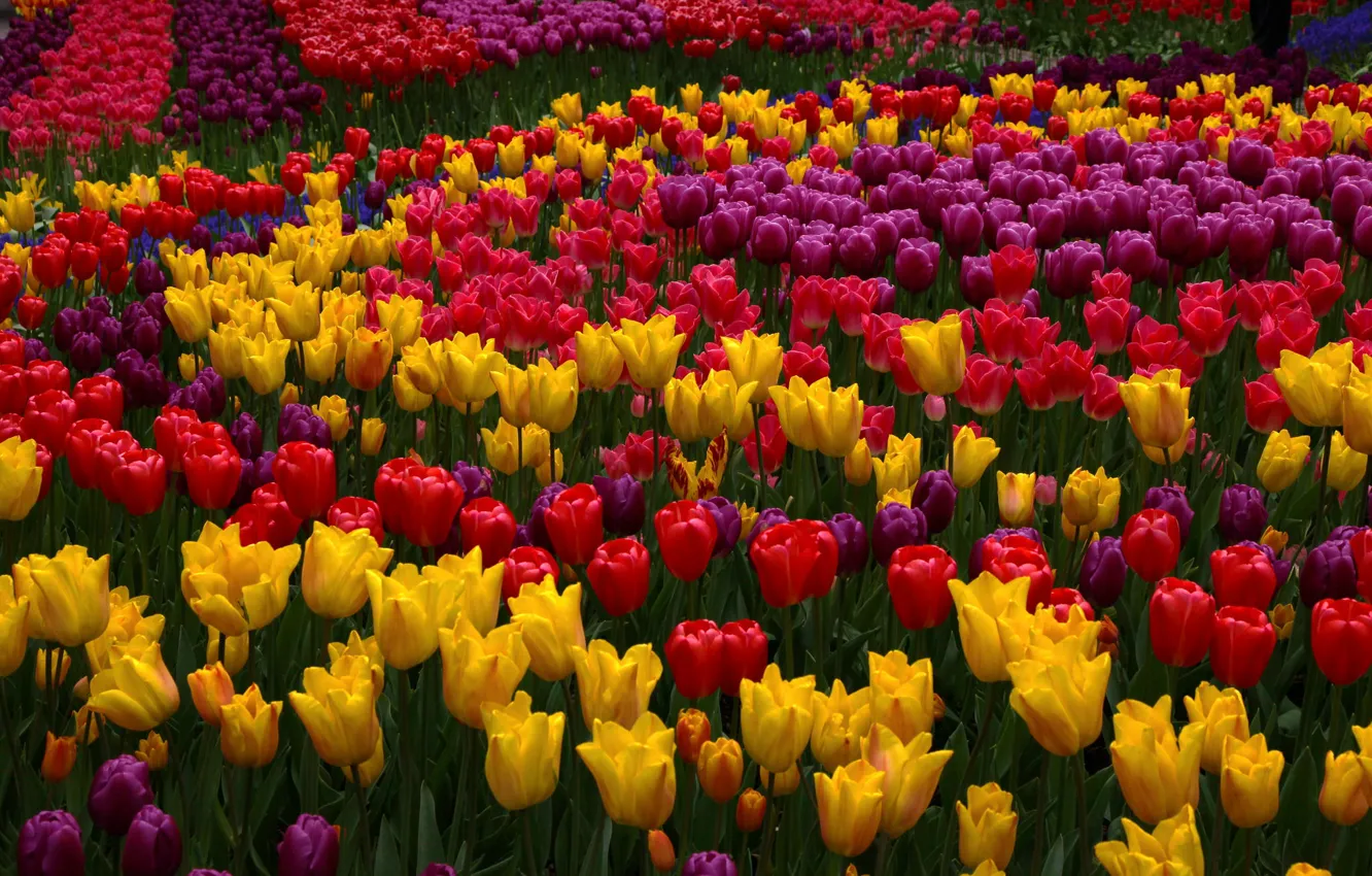 Фото обои тюльпаны, бутоны, разноцветный
