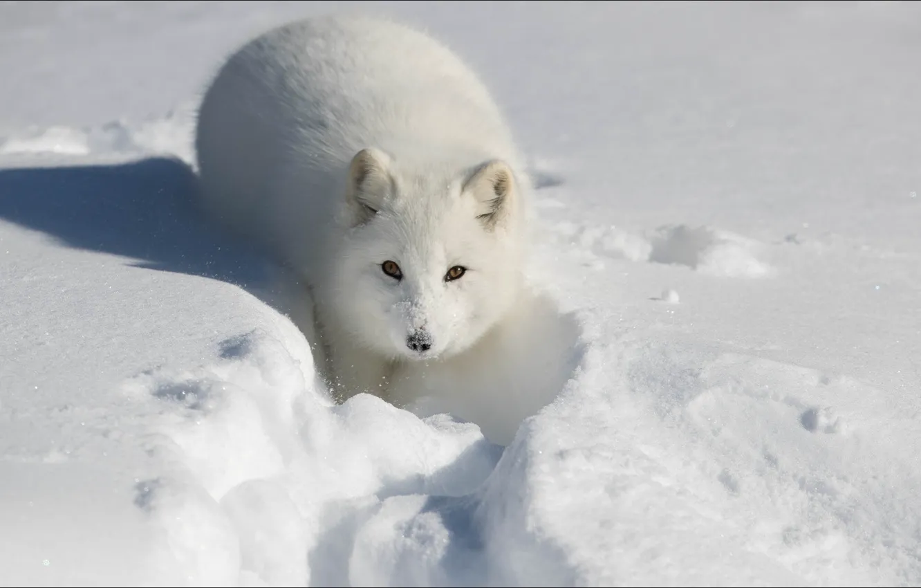 Фото обои fox, animals, winter, snow