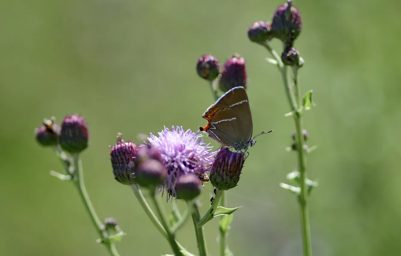 Фото обои фон, бабочка, летнее настроение