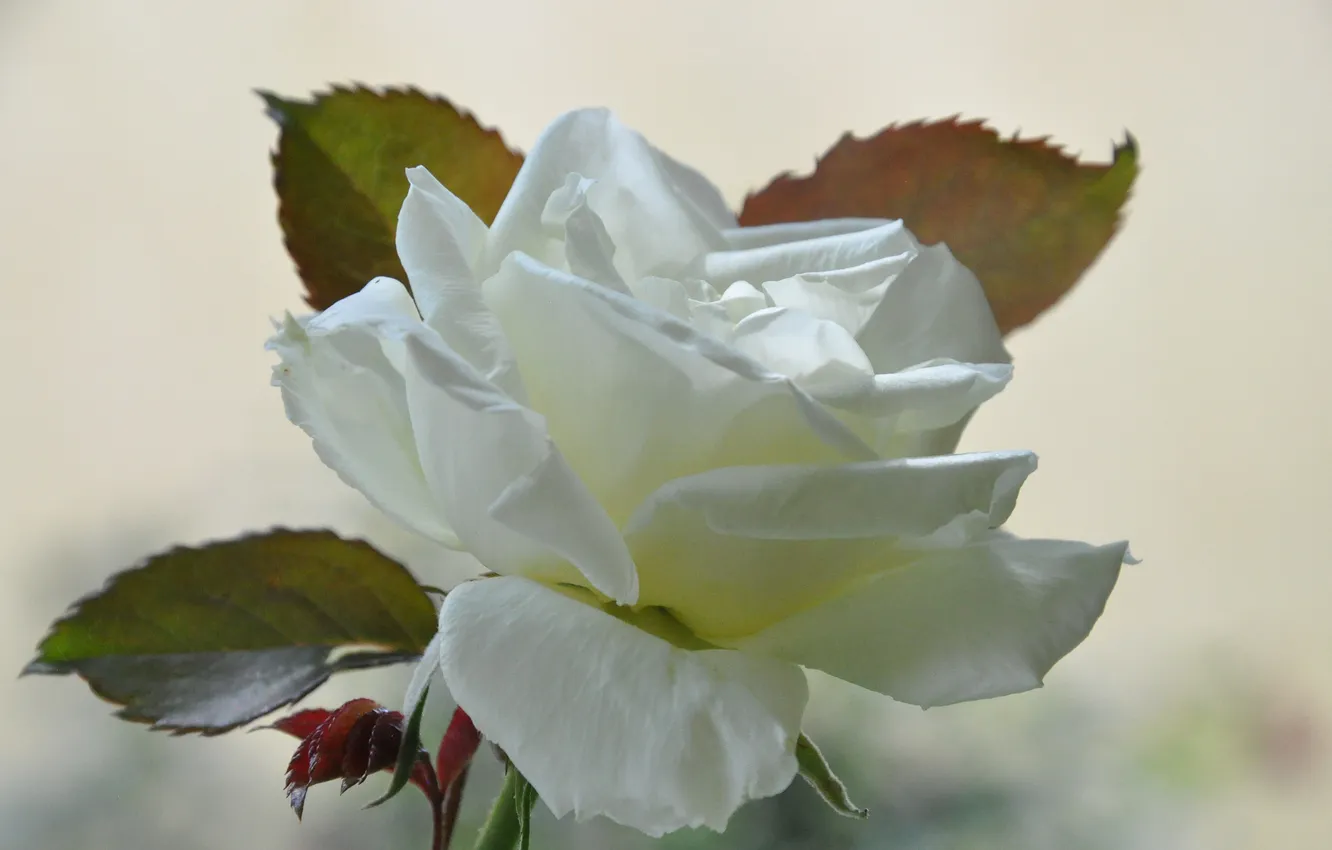 Фото обои листья, фон, роза, лепестки, белая