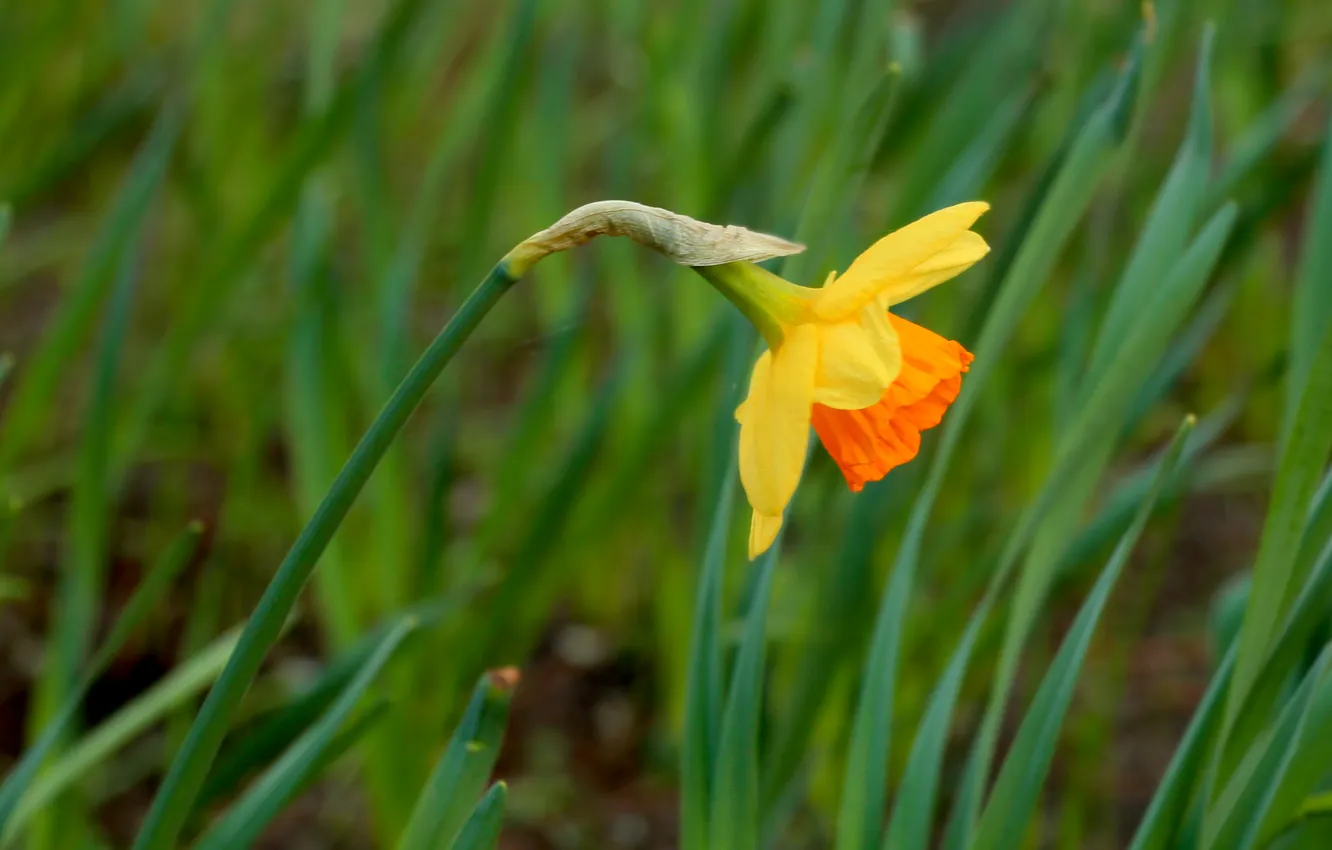 Фото обои flower, spring, narcissus, daffodil