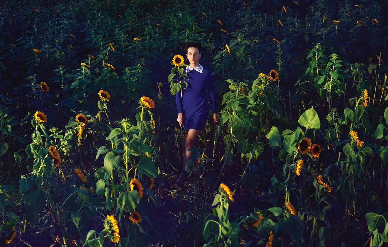 Фото обои поле, солнце, подсолнухи, платье, Katy Perry
