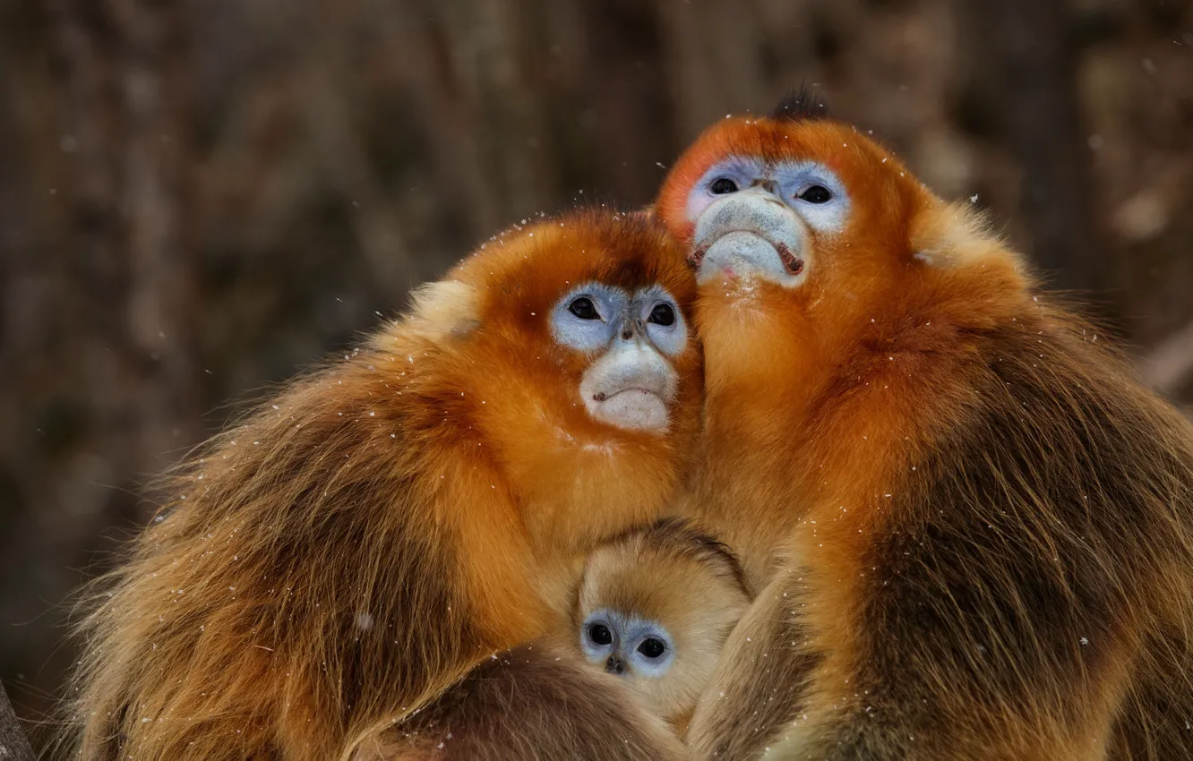 Фото обои обезьяна, обезьяны, семейство, мартышки