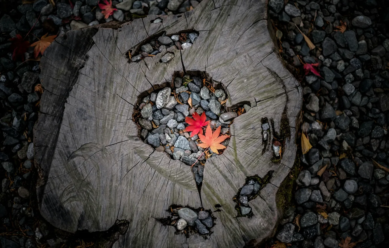 Фото обои пень, осенние листья, серые камешки