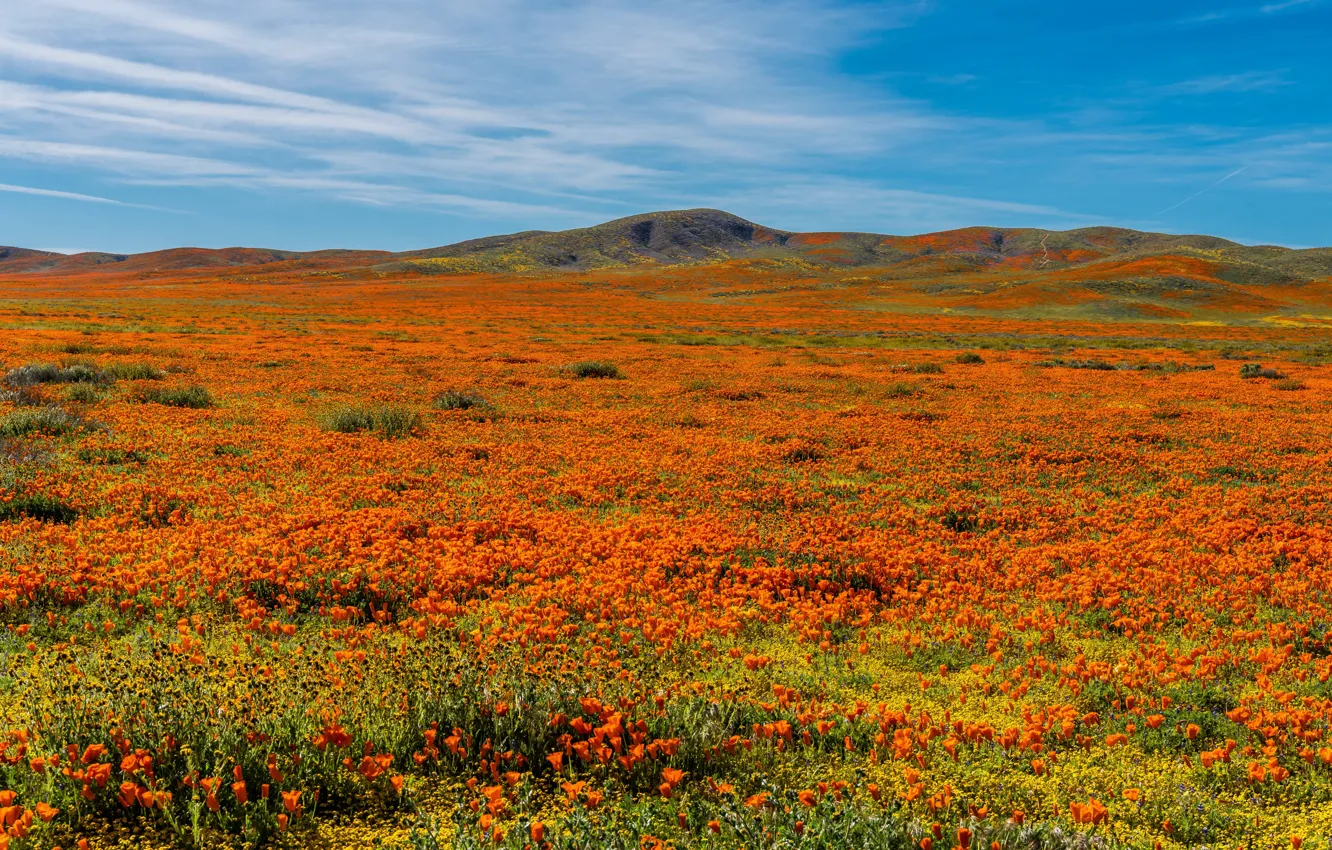 Фото обои поле, холмы, маки, Калифорния
