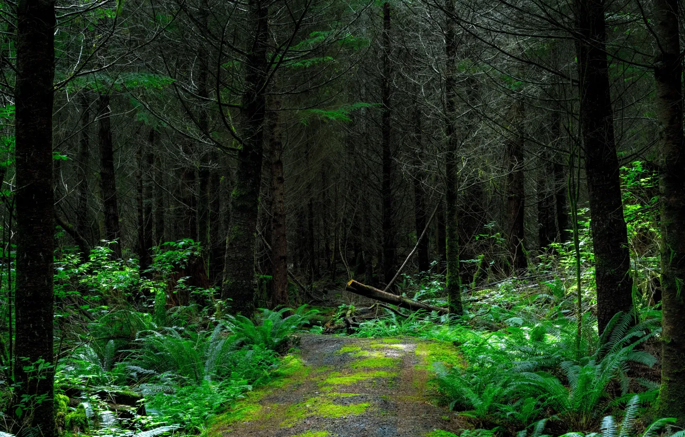 Фото обои дорога, лес, деревья, природа, папоротник