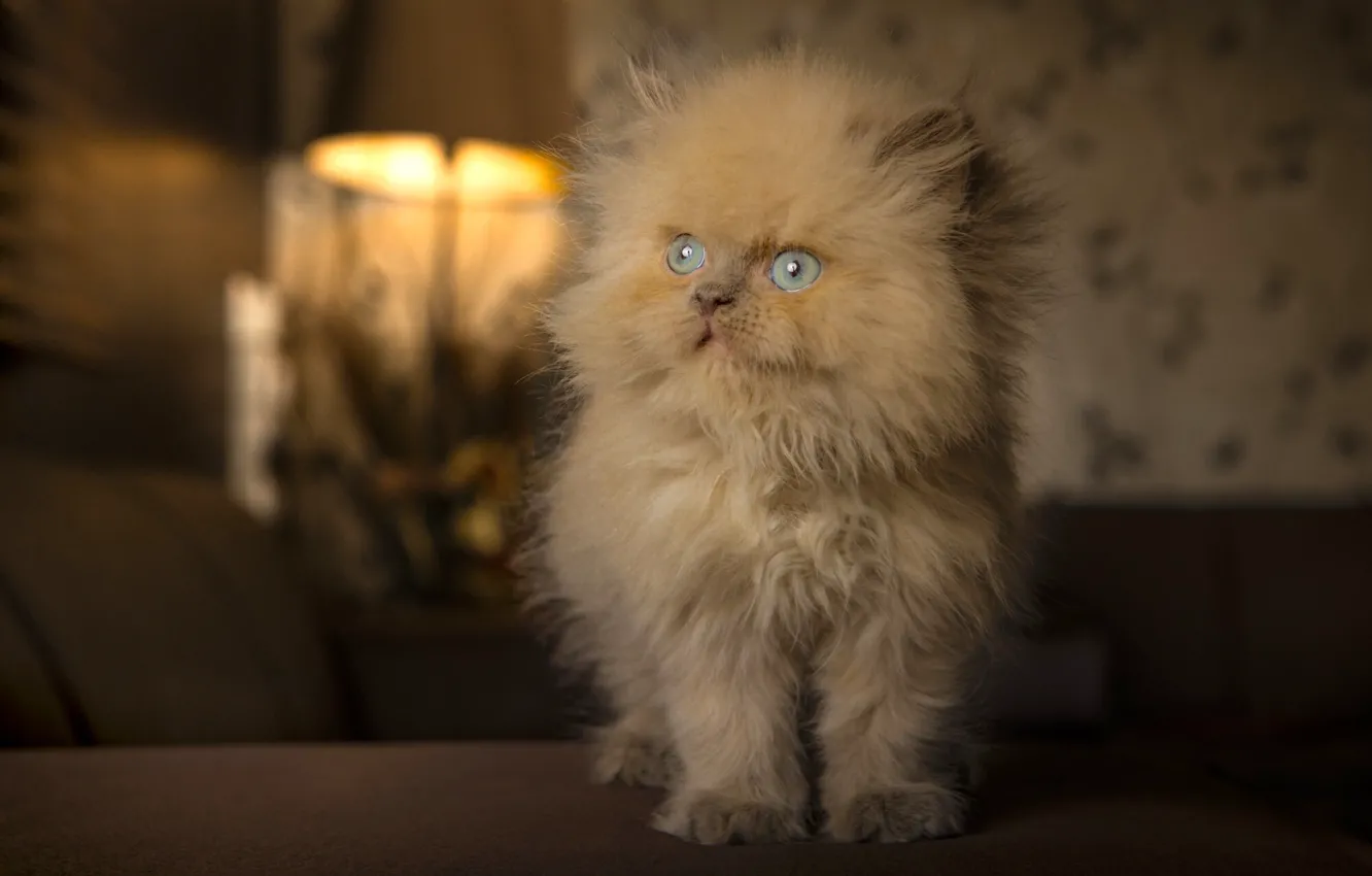 Фото обои пушистый, рыжий, котёнок, голубые глаза, рыжий котёнок