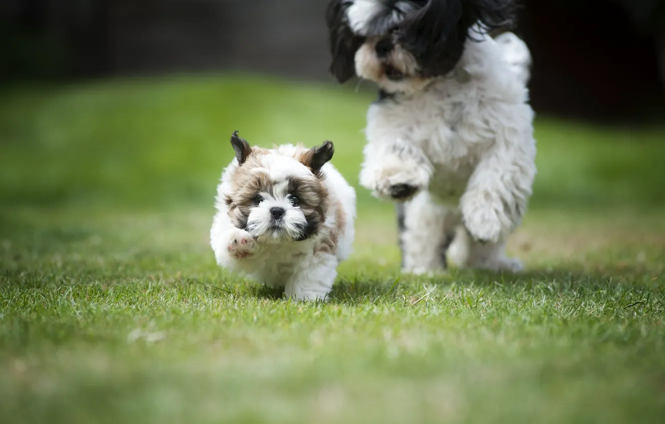 Фото обои собаки, щенок, догонялки, Ши-тцу