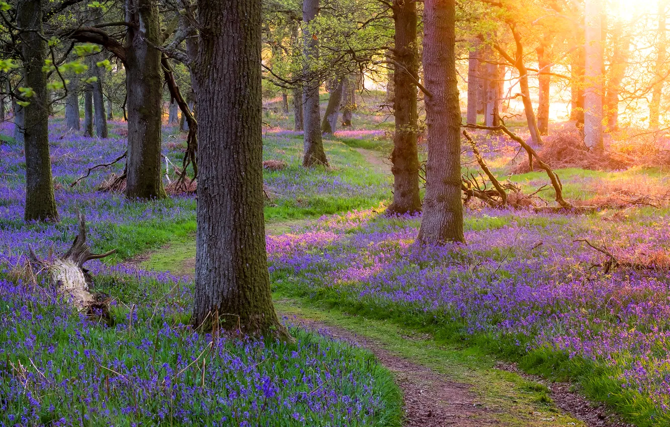 Фото обои лес, трава, деревья, цветы, весна, Шотландия, тропинка