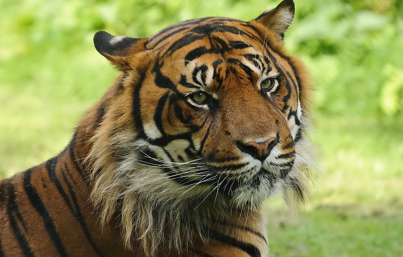 Фото обои морда, тигр, полосатая кошка