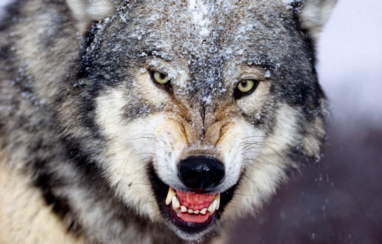 Фото обои зима, волк, клыки, оскал