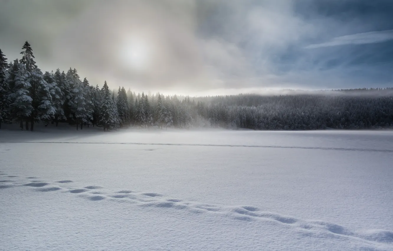 Фото обои зима, снег, туман