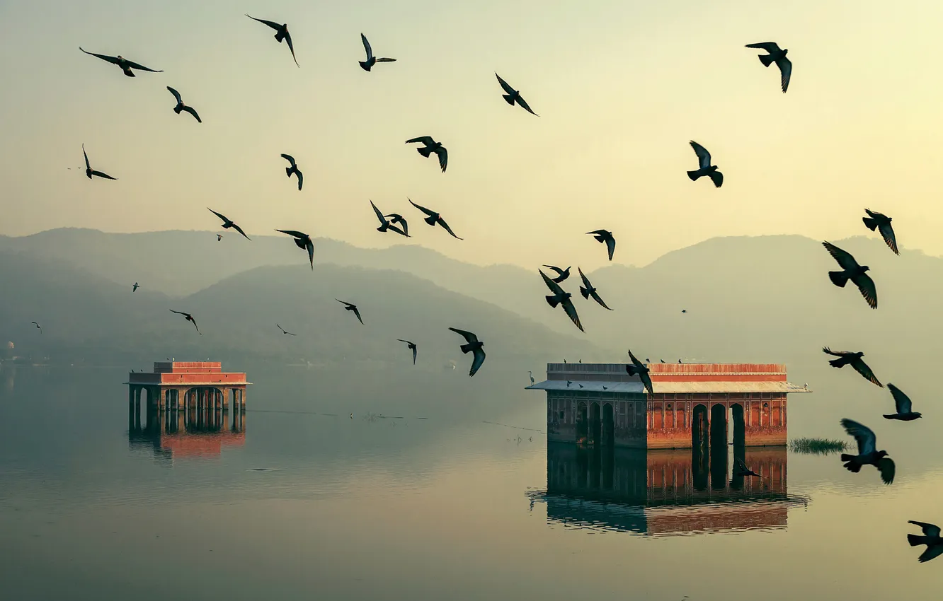 Фото обои вода, свет, птицы, дома, утро, Индия, Джайпур, Раджастхан