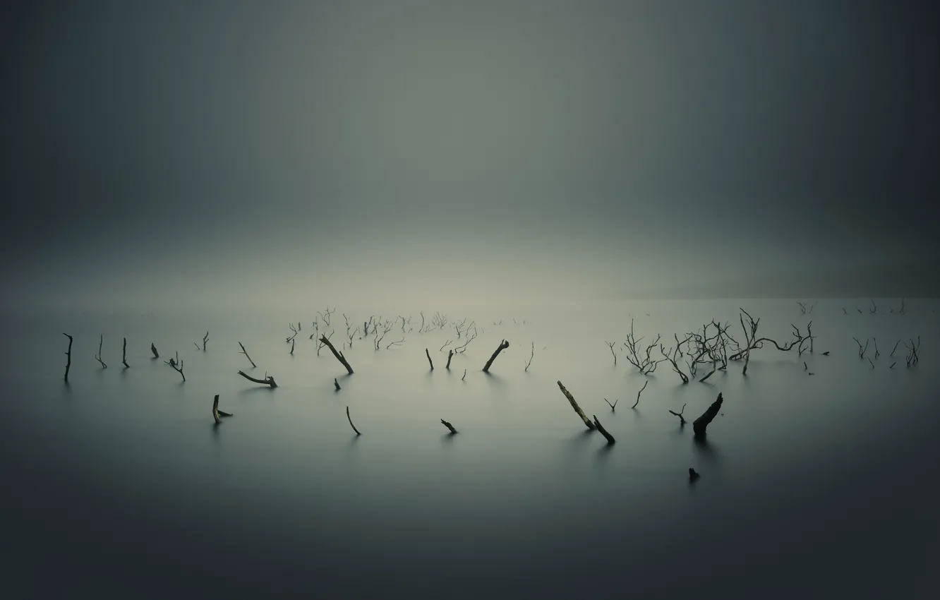 Фото обои ветки, корни, туман, болото