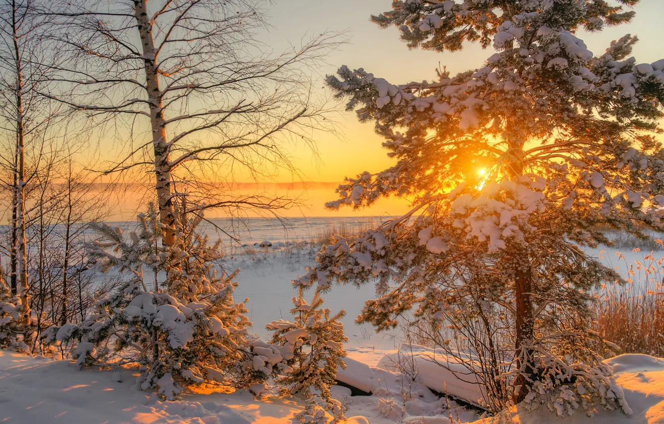 Фото обои зима, снег, деревья, рассвет, утро, сосна, Ed Gordeev, Гордеев Эдуард