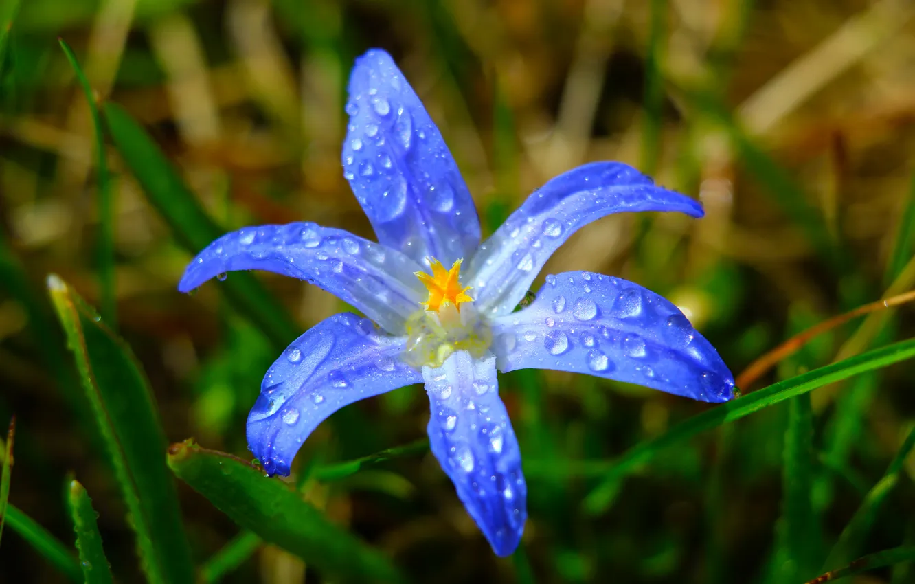 Фото обои flower, drops, dew
