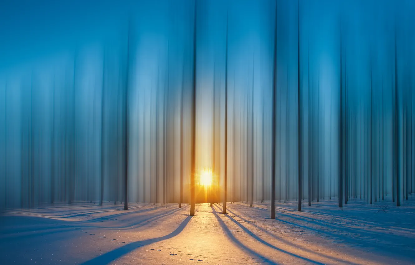 Фото обои лес, лучи, снег, Солнце, forest, snow, rays, sun